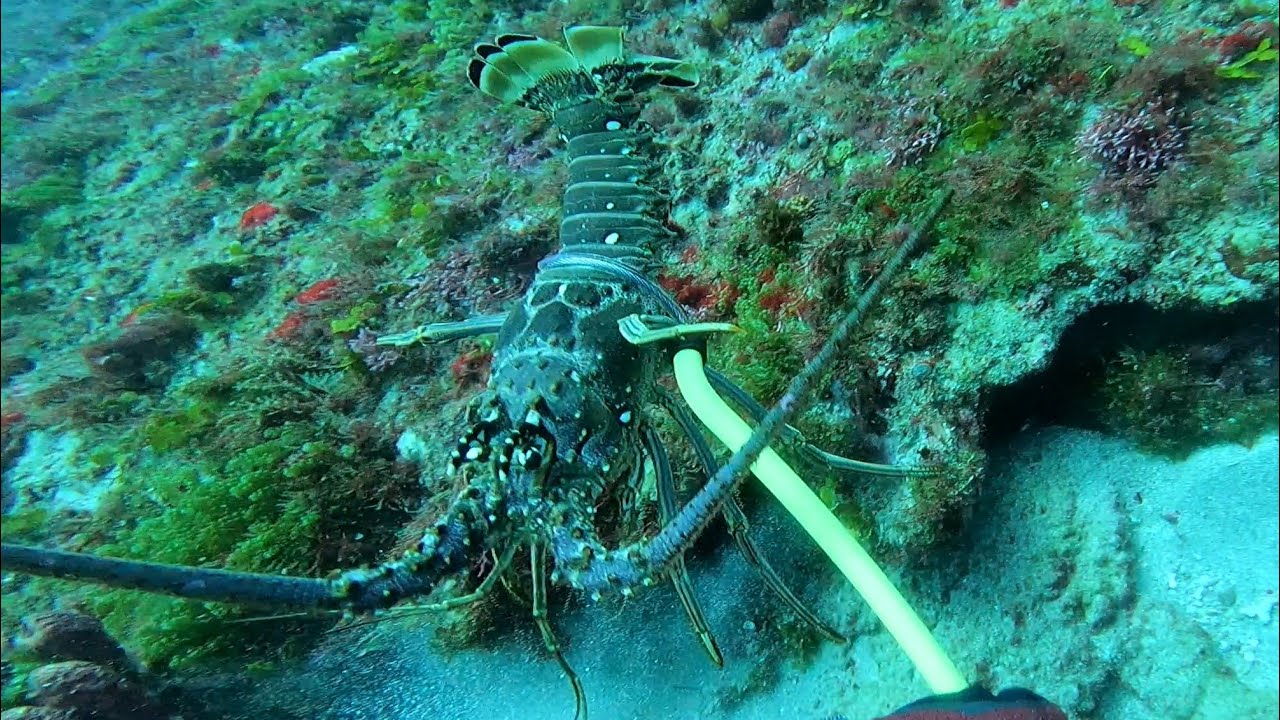 Honey 🍯 Hole Lobster 🦞 Bugs Jupiter Florida. Ripping current!