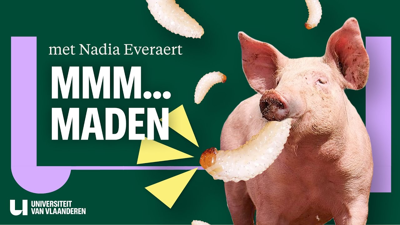 Waarom moeten varkens op dieet?
