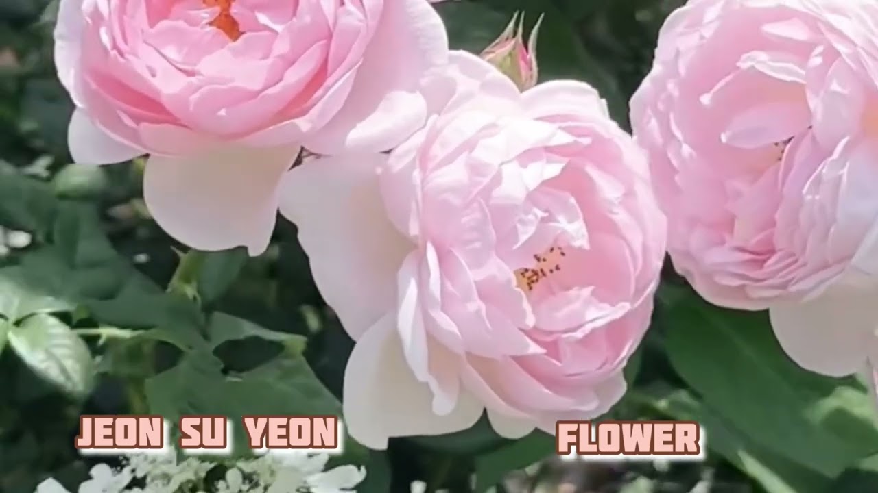 Jeon Su Yeon. Flower #jeonsuyeon 