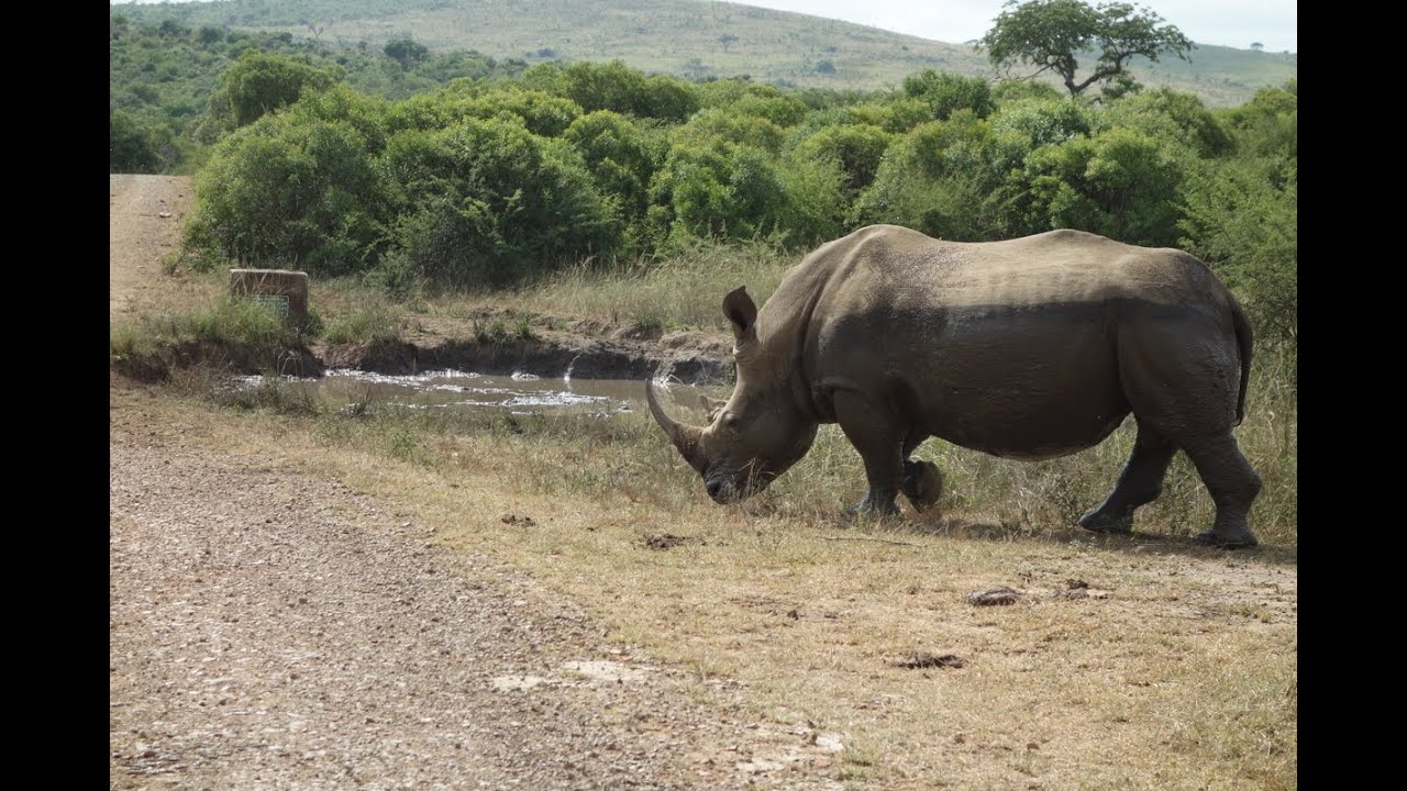 Afrique du Sud -Parcs Kruger et Hluhluwe-Umfolozi