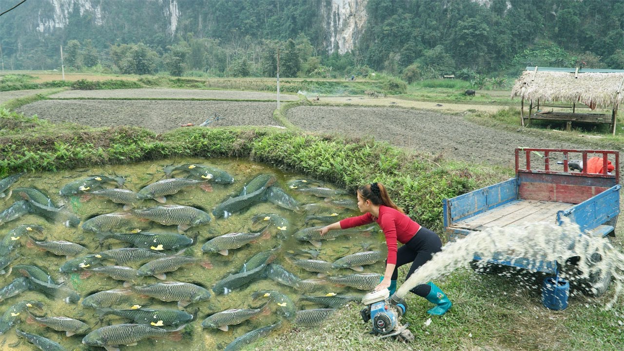 Harvesting Fish From With Water Pump | Catch Many Fish Go To Market Sell