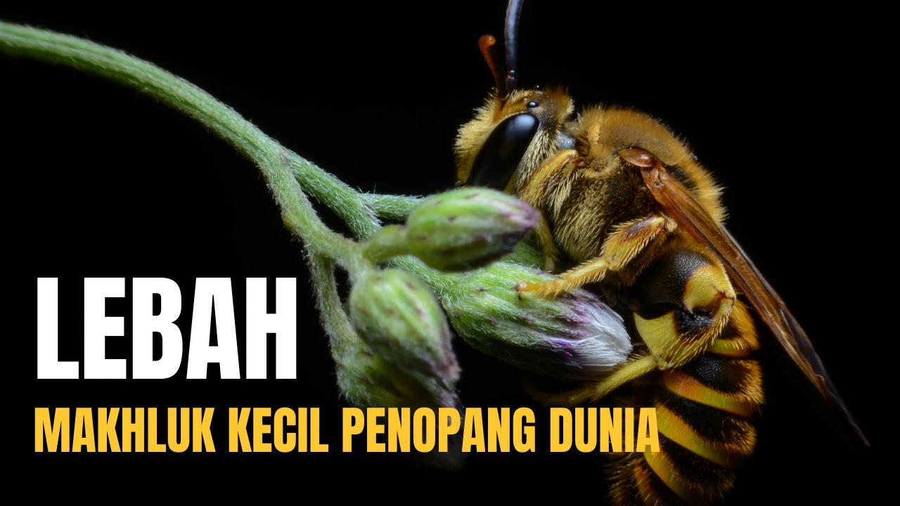 Lebah: Makhluk Kecil yang Menopang Dunia