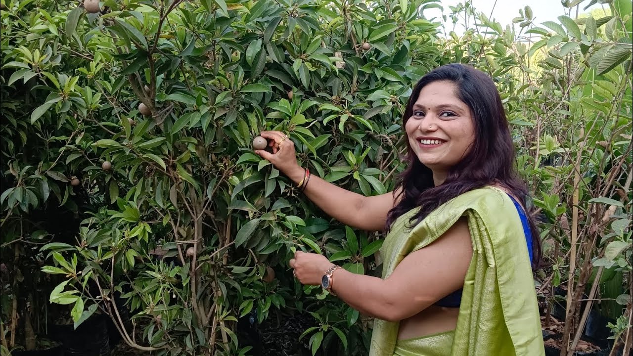 कृष्णाई नर्सरी मध्ये किती प्रकार 🍊🍍छोट्या झाडाला किती फळे लागली आहेत 🥭#शेतकरी #यवत #volg #viral