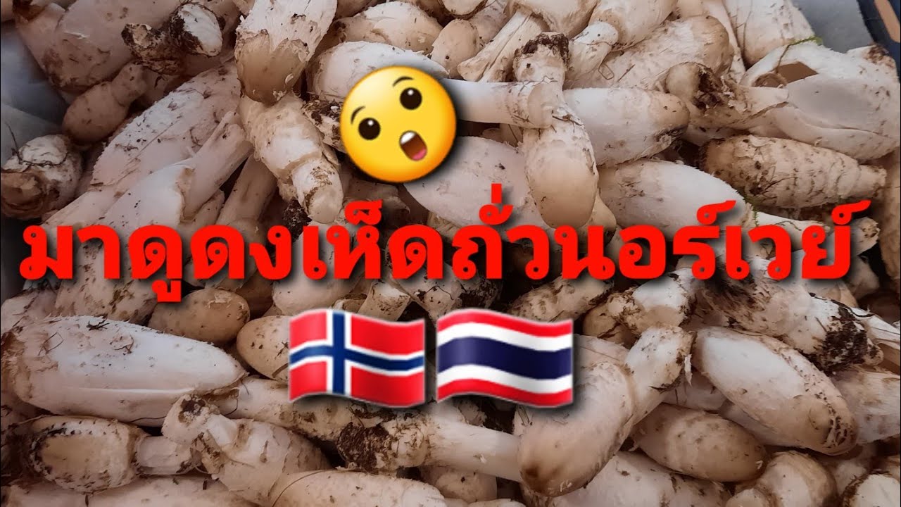 Ep.24 มาดูลานเห็ดถั่วนอร์เวย์ เยอะที่สุดที่เคยเจอ  #Heimammaมาดามสายป่าขาดง #นอร์เวย์  25.10.2020