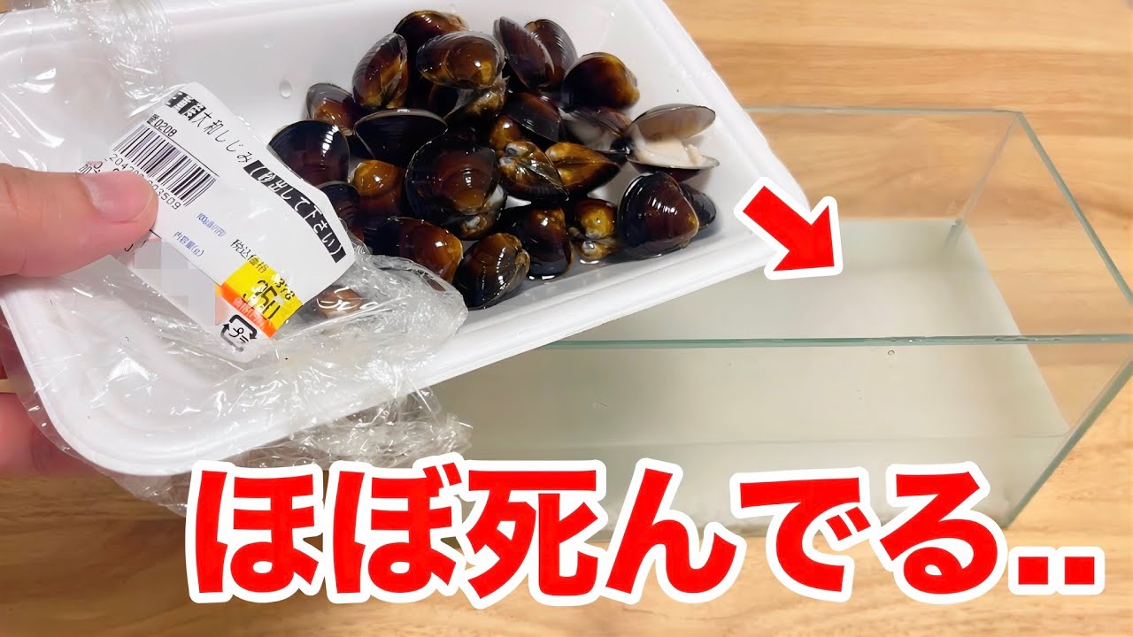 鮮魚スーパーの腐りかけのシジミを水槽に入れたら大変なことになった...