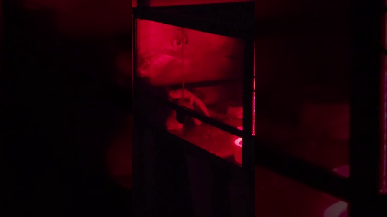 Leopard Gecko Update & Late-night Shenanigans 