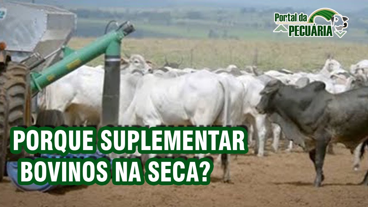 Porque suplementar bovinos na seca?