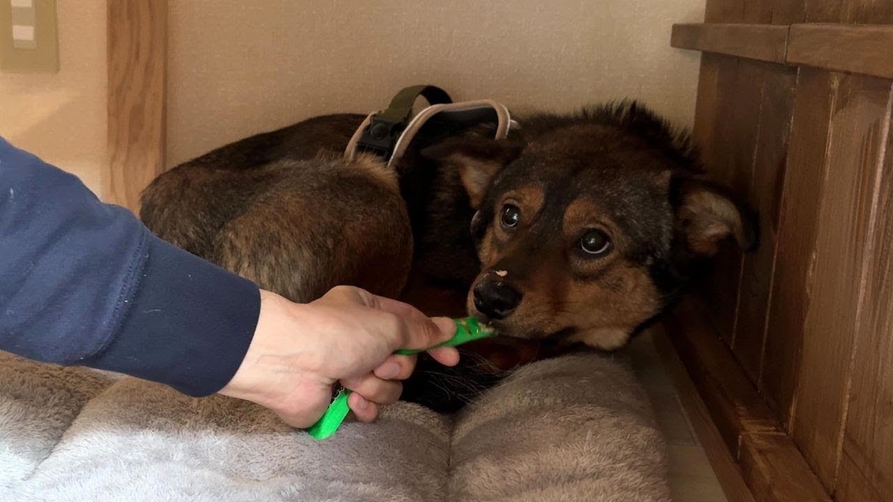 心を閉ざした保護犬が勇気を出して、ほんの少し人間を許す瞬間がこちら…