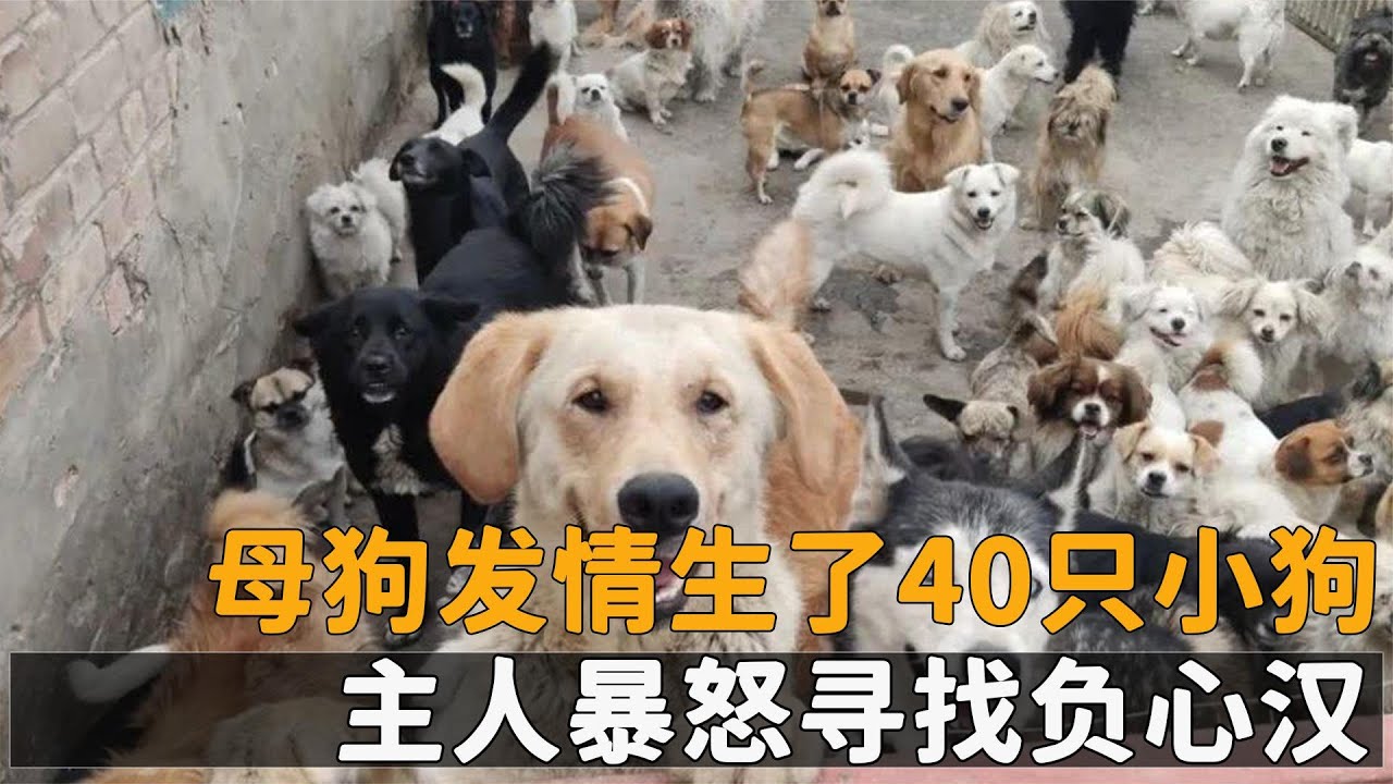 母狗發情生了40只小狗，主人暴怒尋找花心公狗，只為討要狗糧？