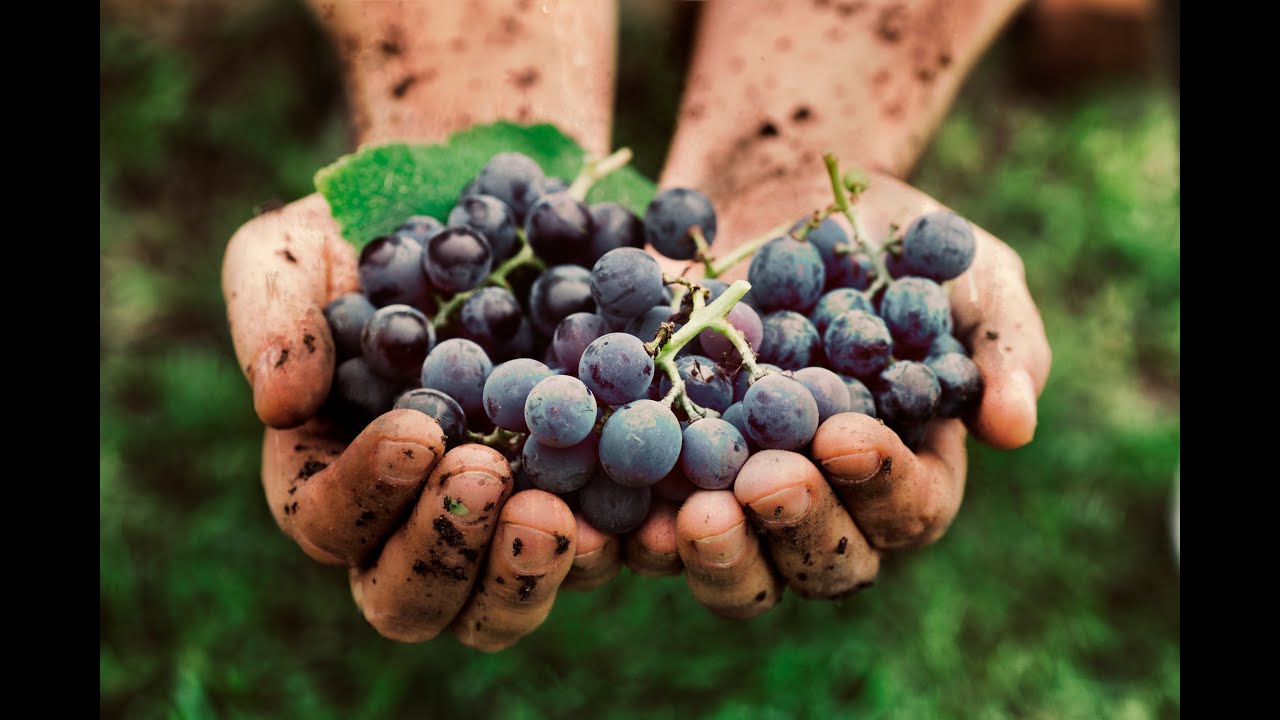 Wine the Green Revolution / Вино. Зеленая революция