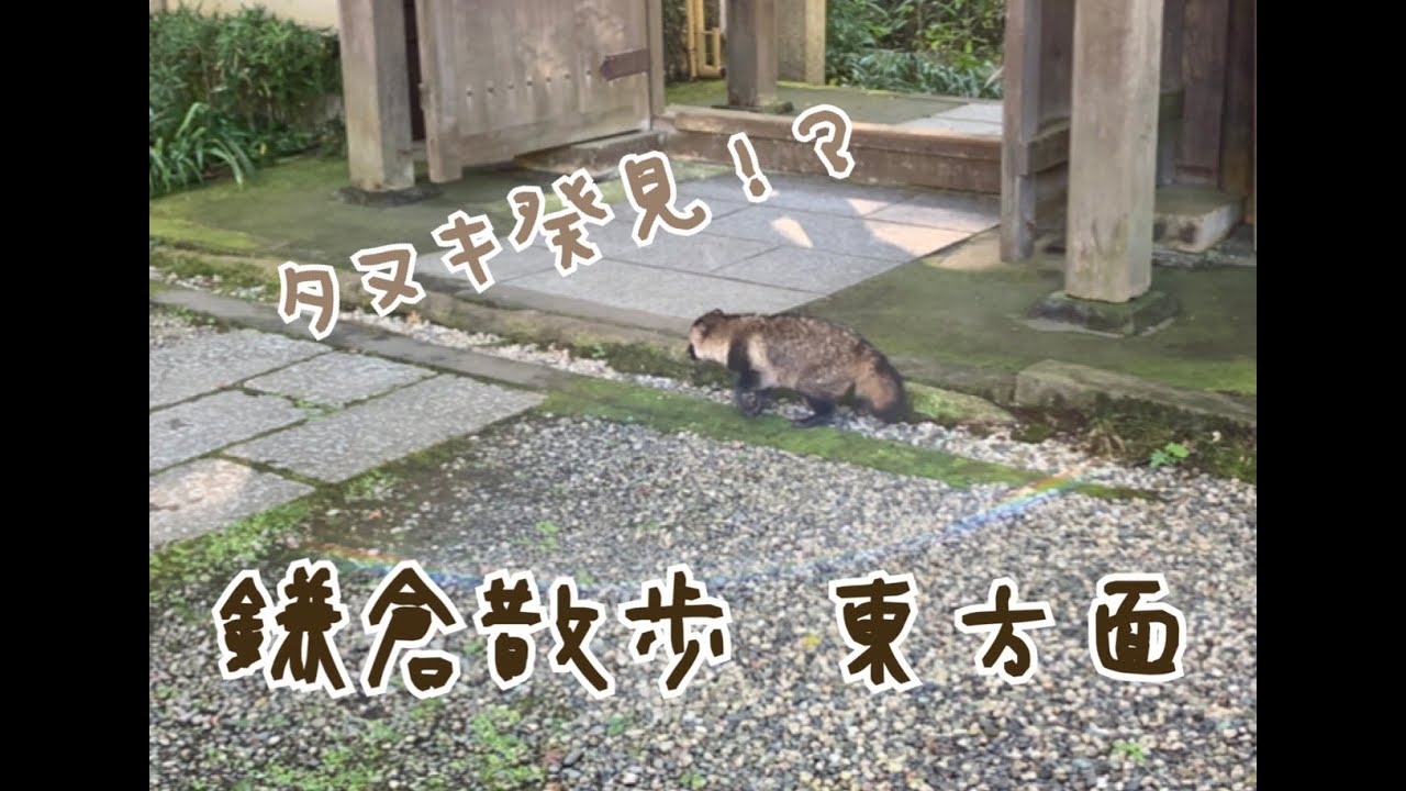 鎌倉散歩　東方面　タヌキと遭遇　瑞泉寺など