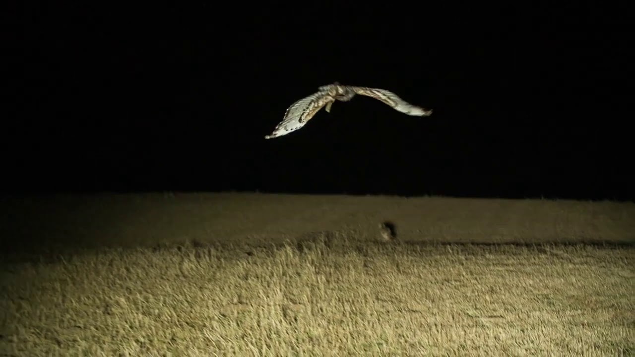 🐾 African Crowned Eagle (Stephanoaetus coronatus) - Lamping On Hares.