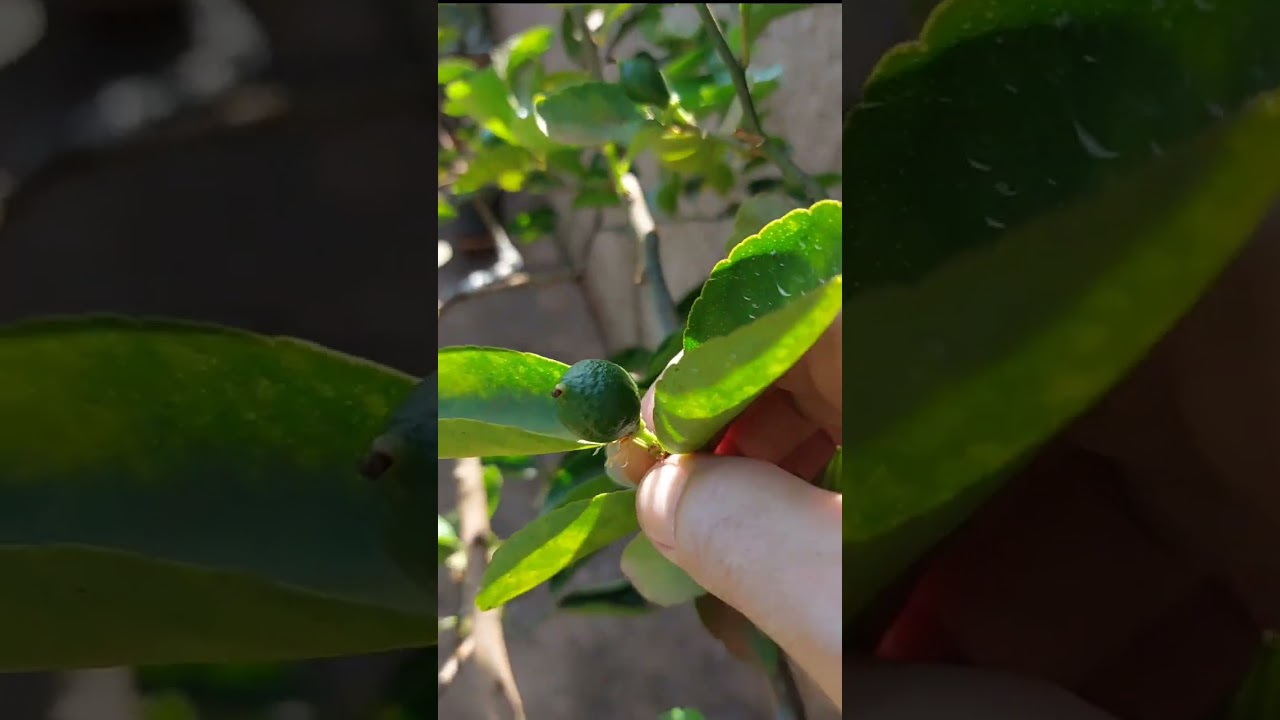 PORQUE MEU PÉ DE LIMÃO NÃO SEGURA OS FRUTOS??