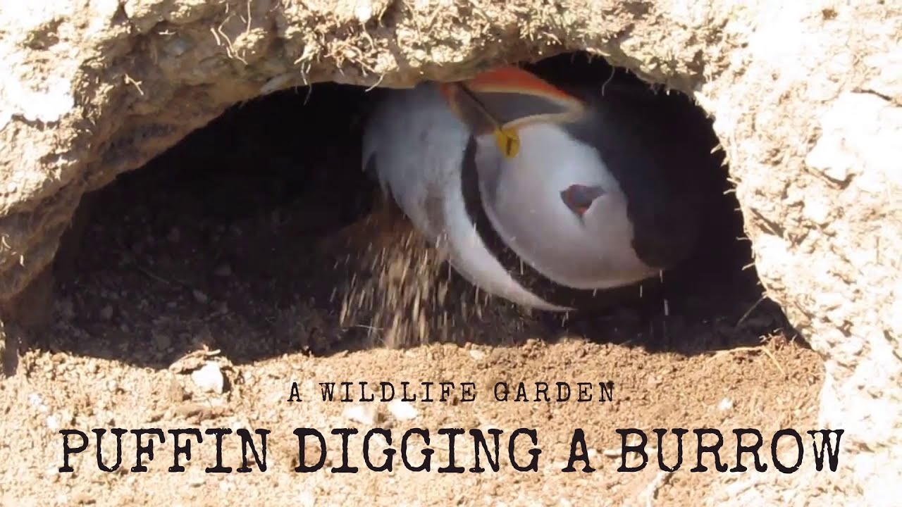 Puffin Digging a Burrow