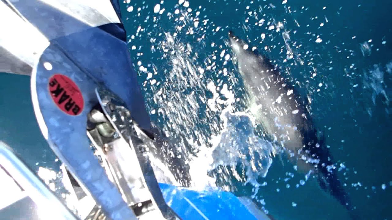 Dauphins du voilier Atlantis