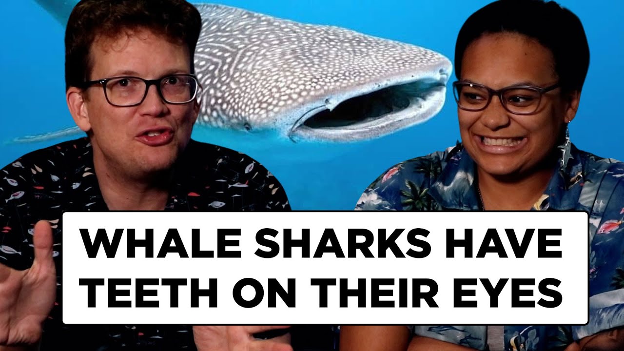 The Two Coolest Things we Know About Sharks