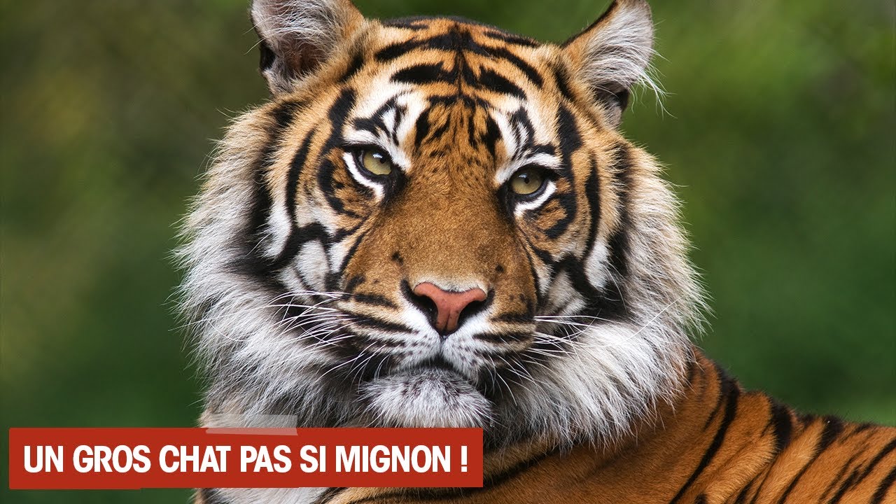 Le TIGRE, l'animal de tous les RECORDS