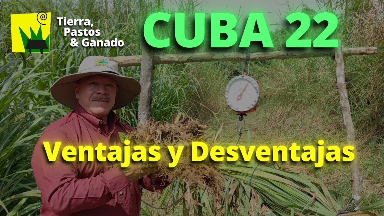 CUBA 22 ¿el mejor pasto de corte? Ventajas, Desventajas, Guía Completa