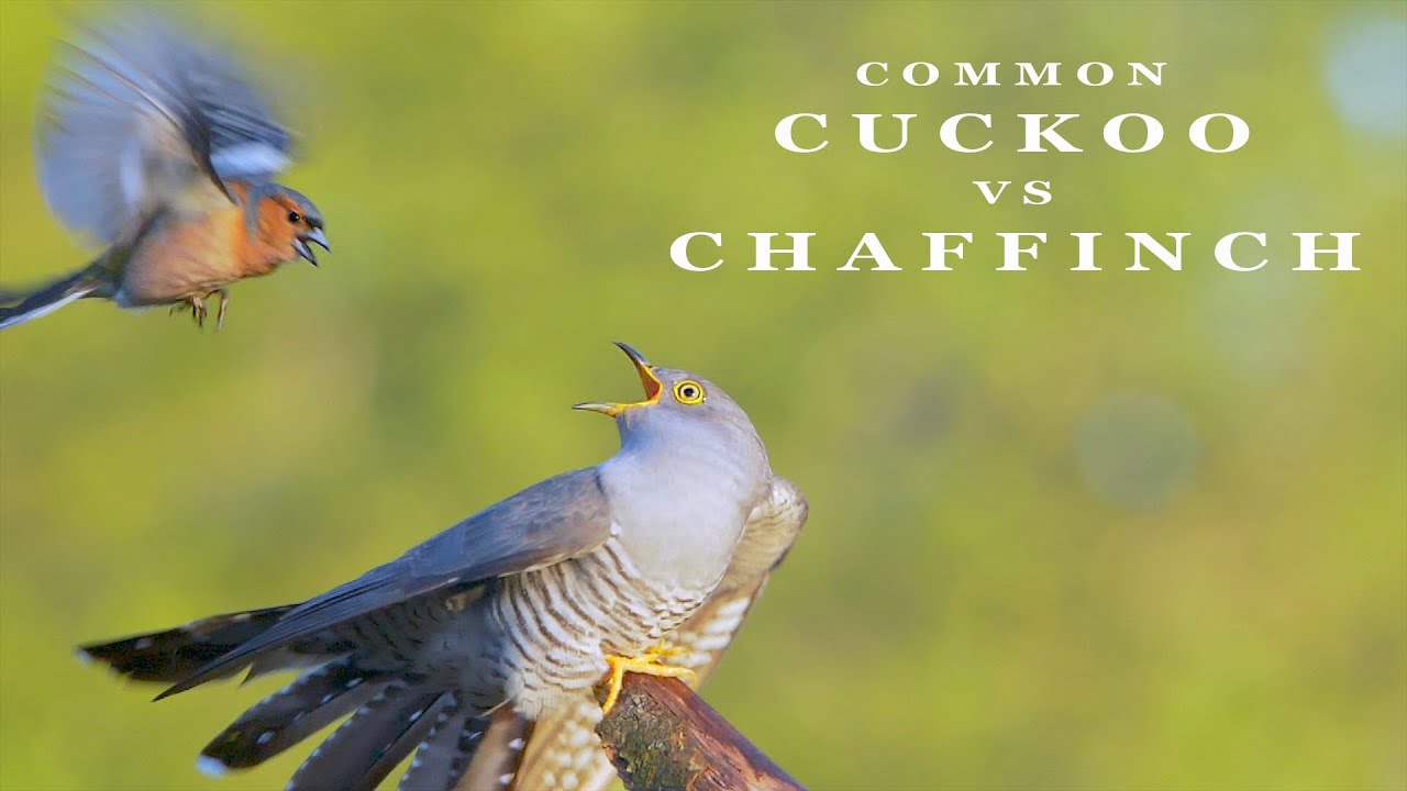 CUCKOO bird vs Chaffinch - bird call and sounds