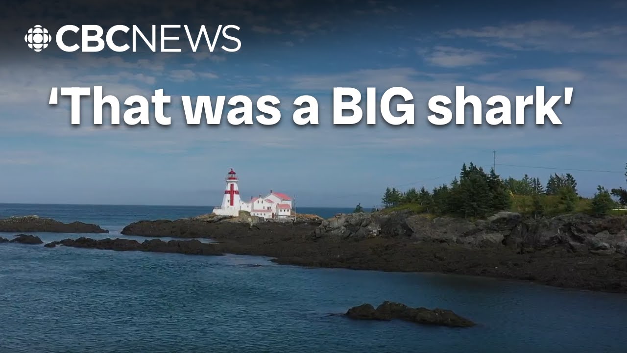 N.B. locals are sharing their shark tales — and their footage