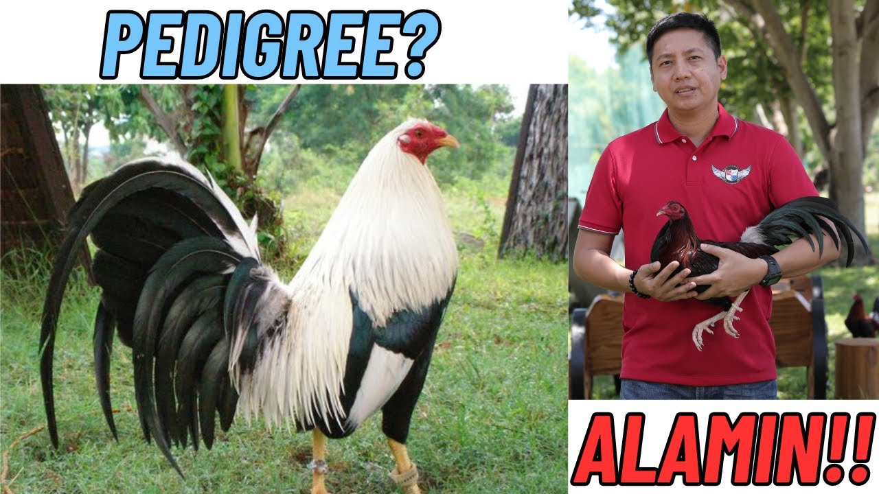 Ang Tunay Na Kahulugan At Kahalagahan Ng 