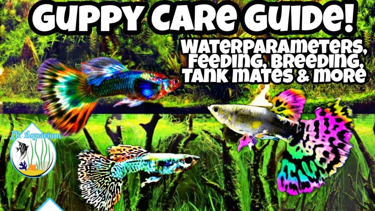 Guppy Care Guide! Guppy Feeding, Tank Mates, Water parameters & Temperature. Beginners Care guide.