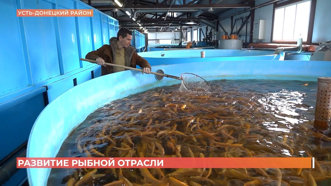 Поддержка развития рыбной отрасли на Дону