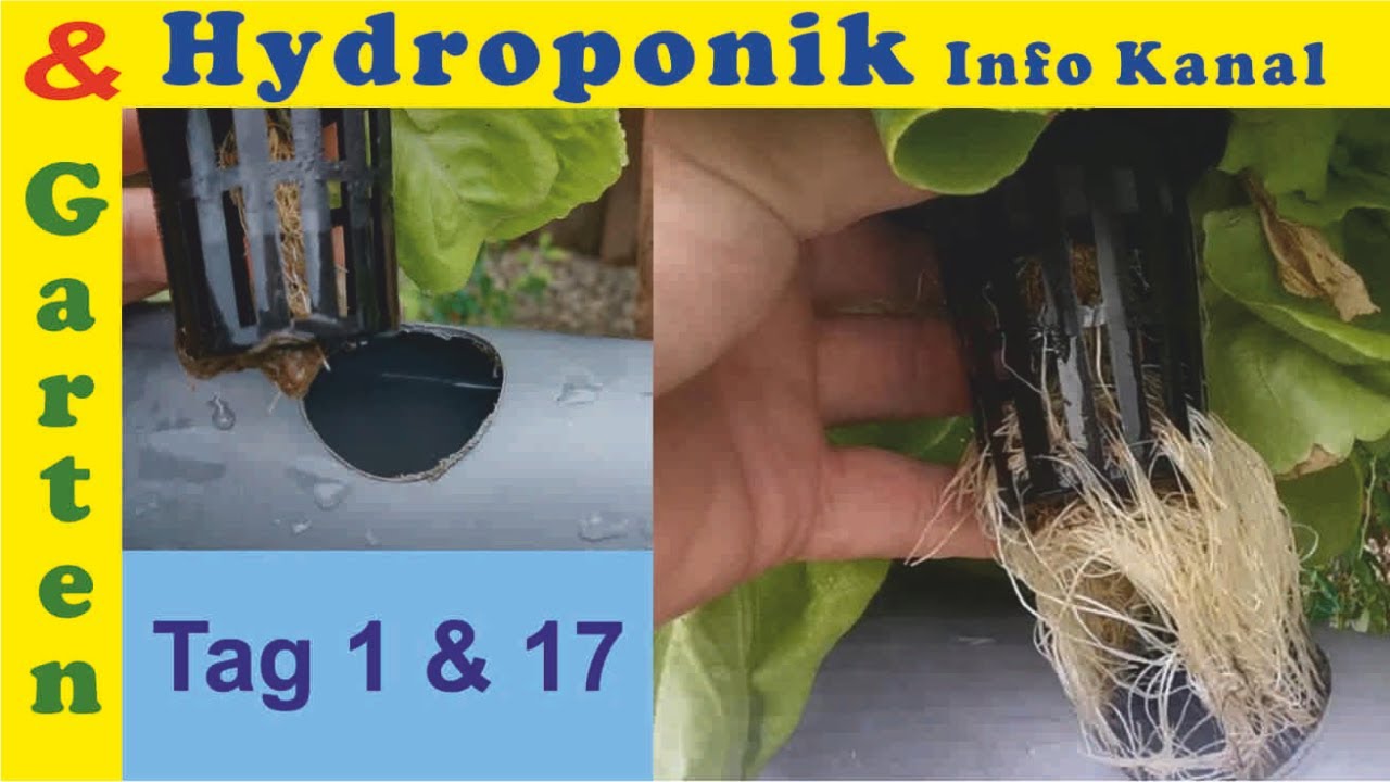 Gekaufte Setzlinge Salat & Kohlrabi für Hydroponik Anlage vorbereiten und einsetzen.
