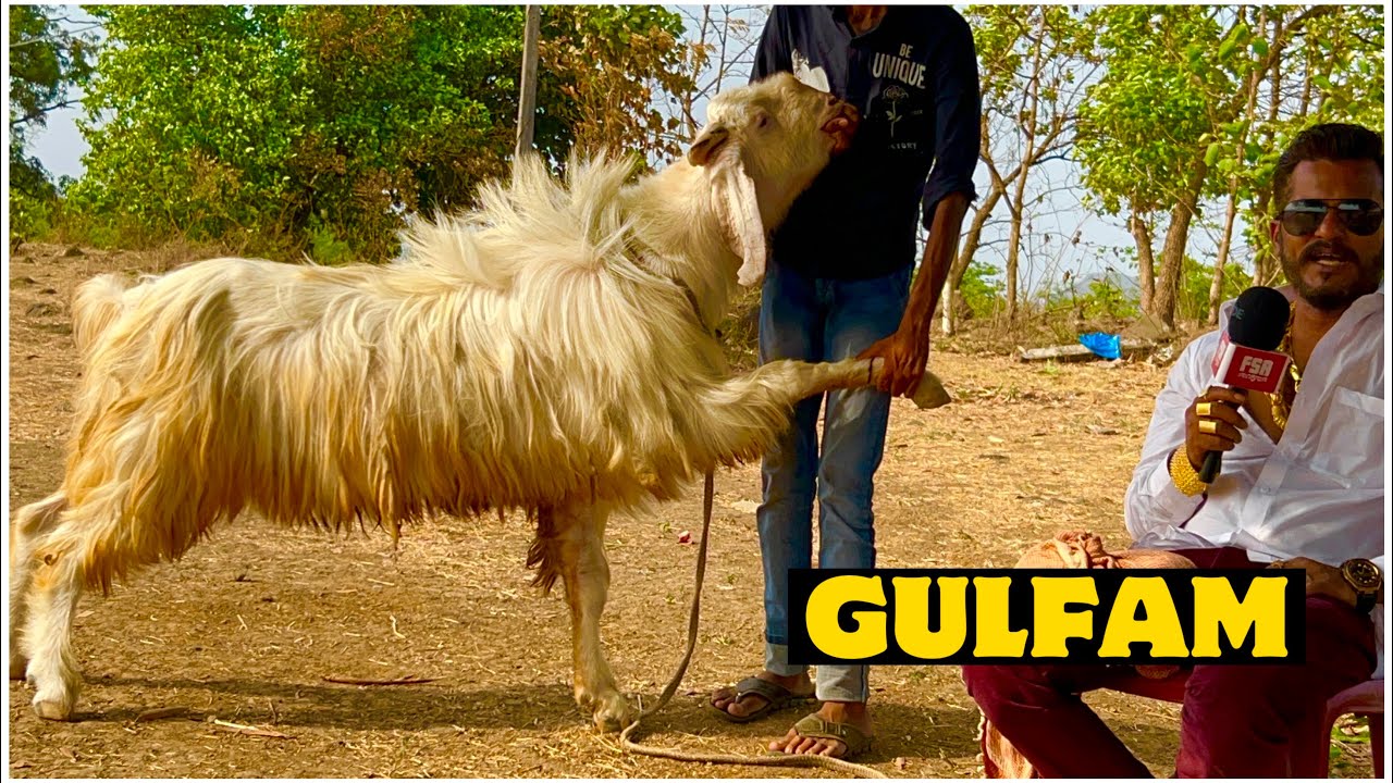 Gulfam - Beautiful Kashmiri Goat at MD Goat Farm