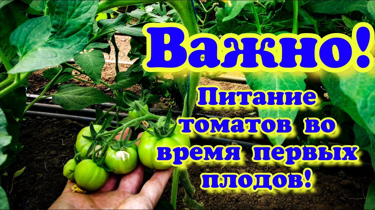 Питание томатов! Уход во время налива первых плодов!