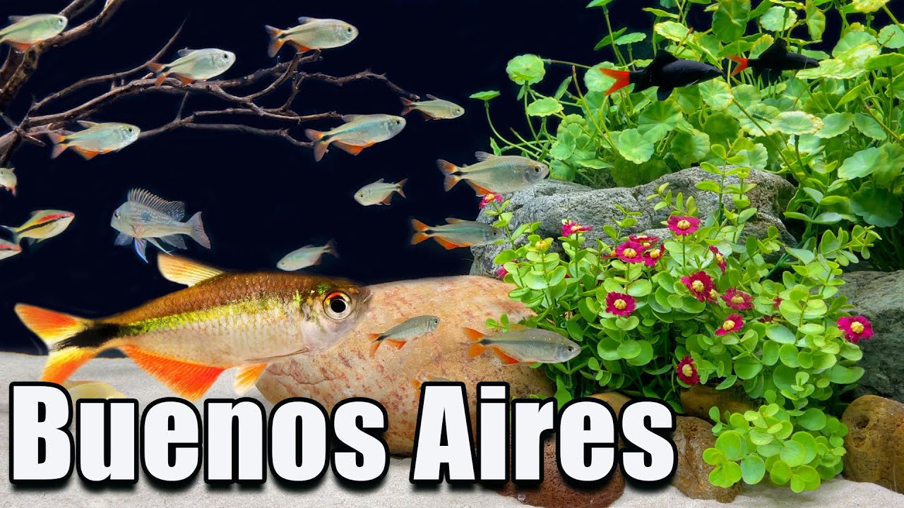 Be Careful With This Tetra! Buenos Aires Tetra Care and Breeding