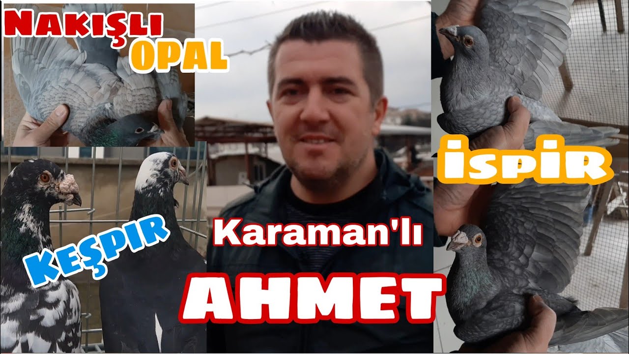 İSPANYOL İSPİRLER, OPALLER, NAKIŞLILAR, KEŞPİRLER HEPSİ KARAMAN'LI AHMET KÜMESLERİNDE