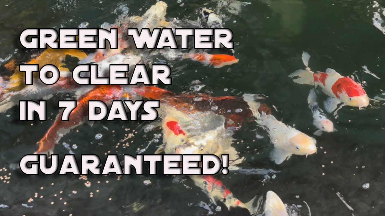 Eliminate pond algae and  clear green water in full sun guaranteed!