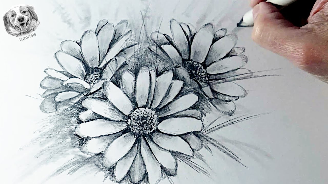 How to Draw realistic Daisy Flowers with Pencil | Easy Step-by-Step