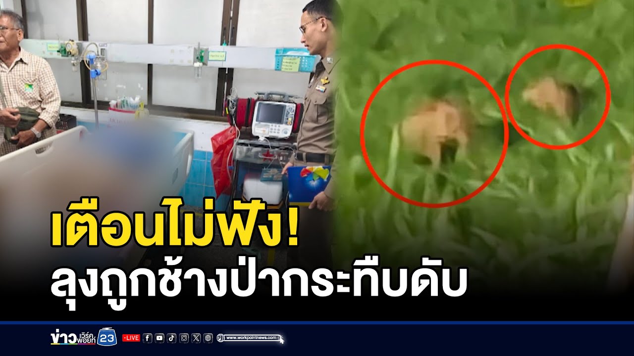 เตือนไม่ฟัง! ลุงถูกช้างป่ากระทืบดับ l ตลาดข่าว - ข่าวเช้าเวิร์คพอยท์ l 22 ต.ค.68