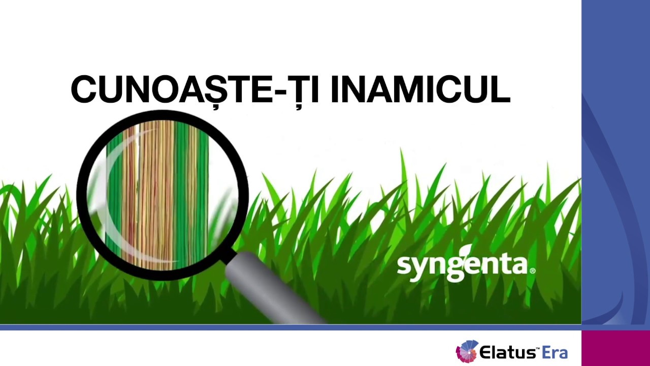 Cunoaște-ți inamicul: Septorioza