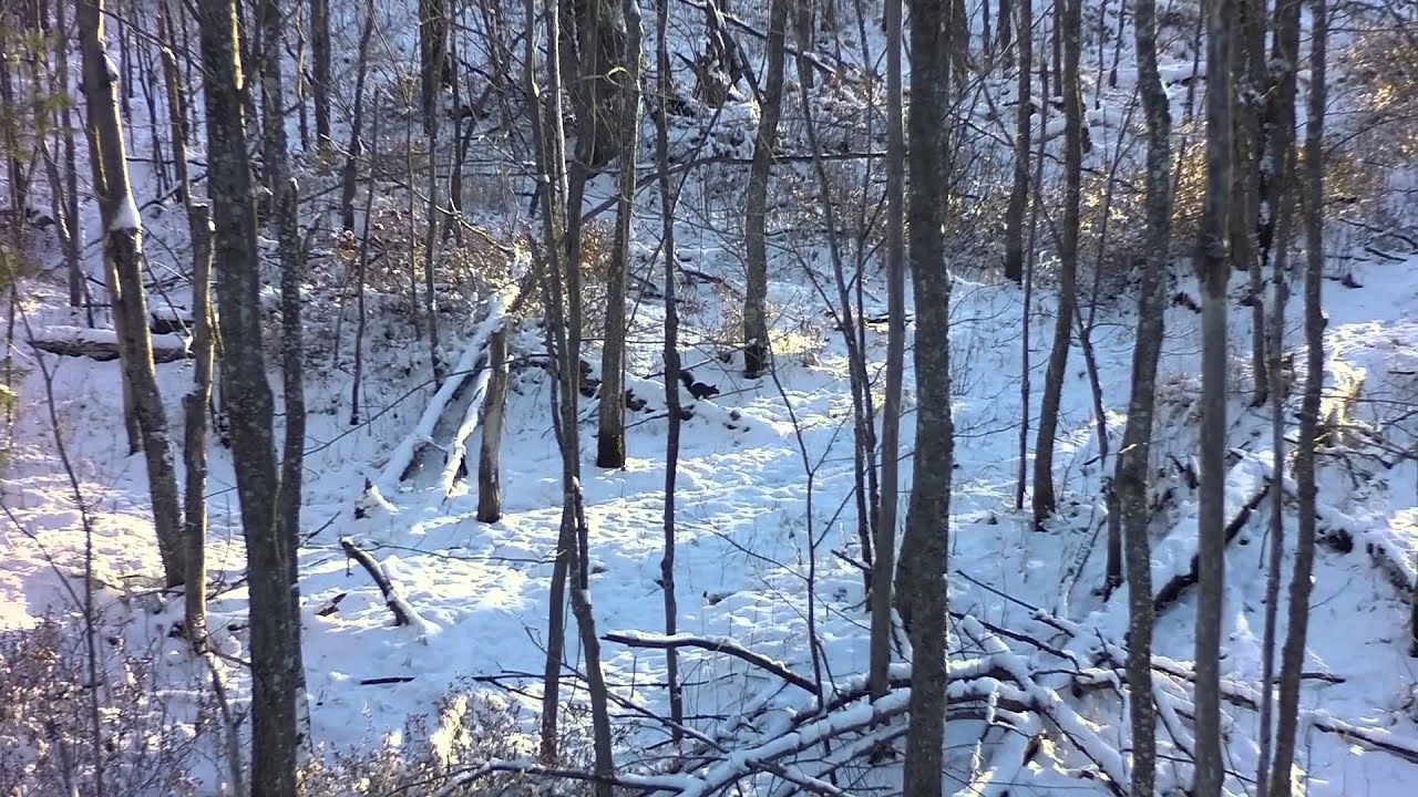Snow black squirrel making a run for it Michigan GoPro RageCam 12mm Clarity and distance squirrel