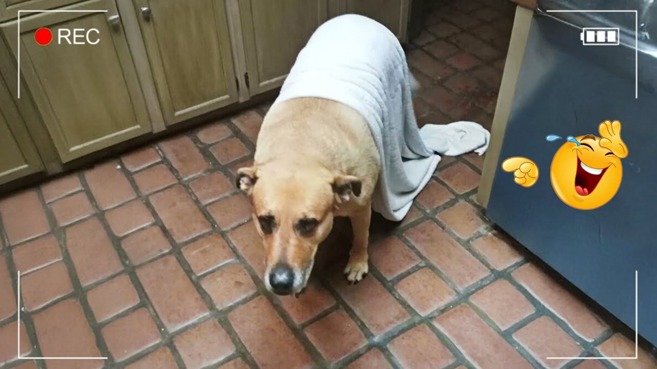 I Asked for a Dog… But Got a Full-Time Comedian Instead 😂🐶 Funniest Dog Moments Ever