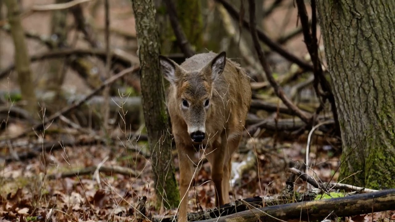 White Tailed Deer - Mendon Ponds Park [Nikon Z8 Wildlife]