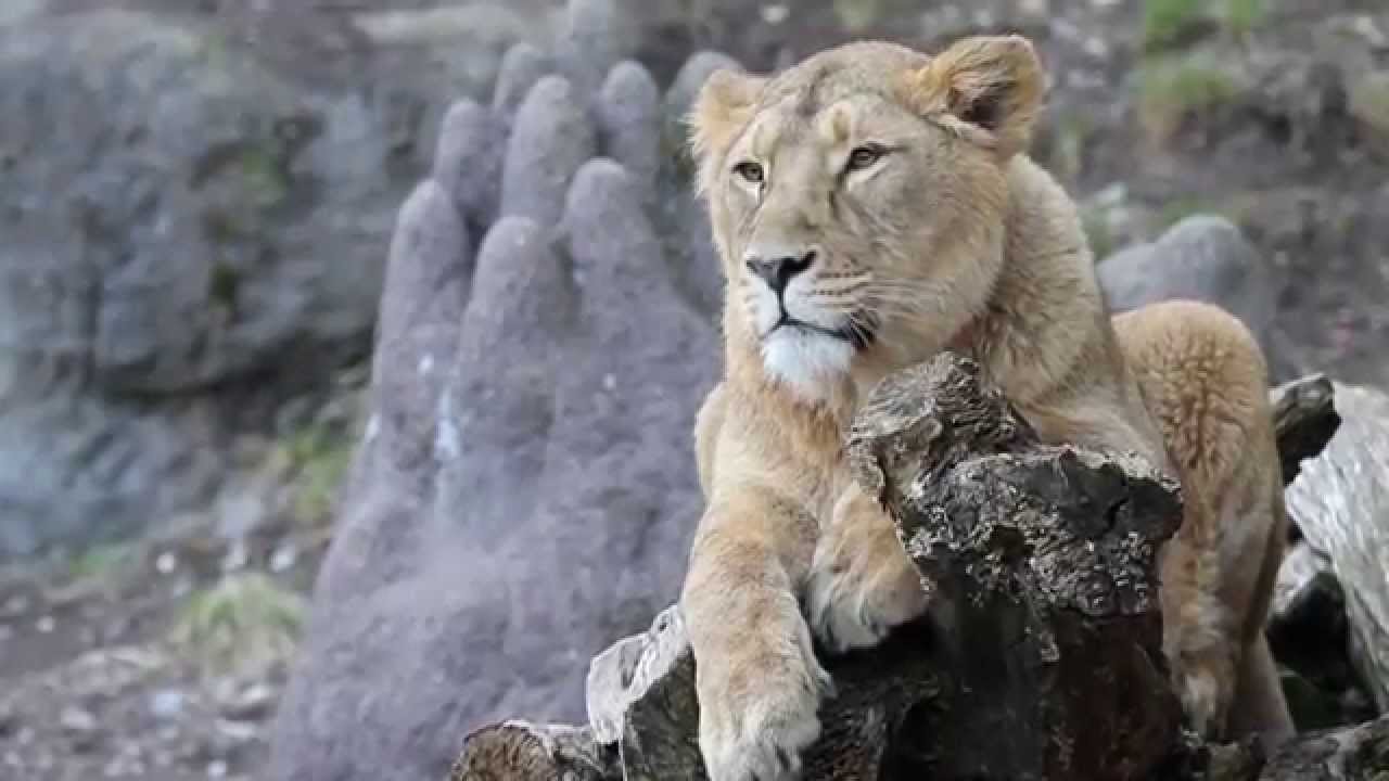 Posing Cats