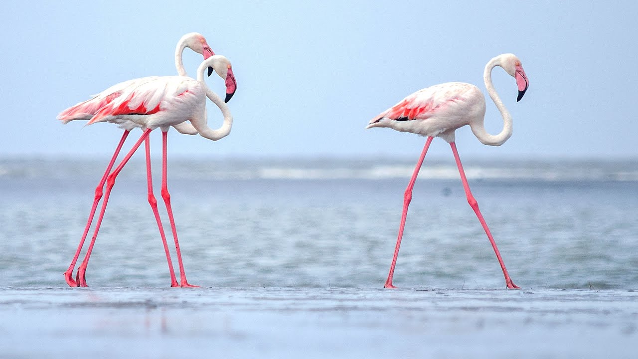 BIRDLOVER'S PARADISE: LAKE NAKURU NATIONAL PARK