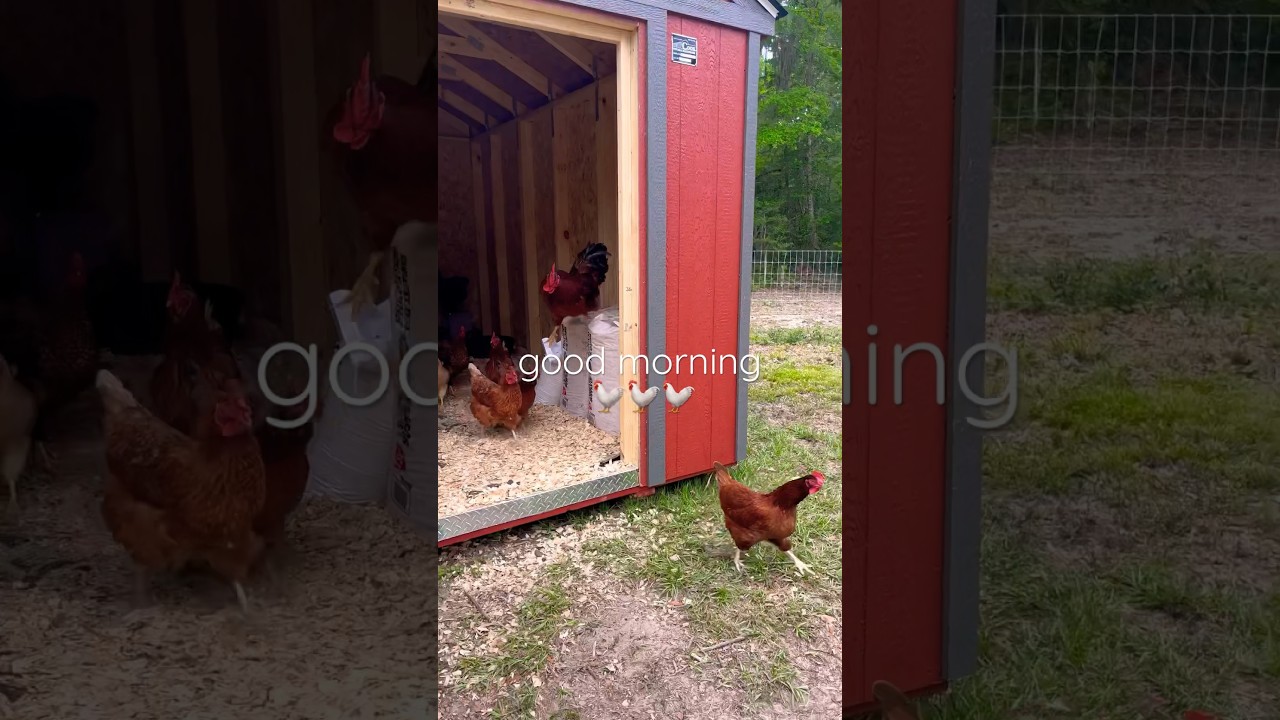 NEW Shed Coop 🐓 chickens first night in #chickencoop #backyardchickens #homesteading