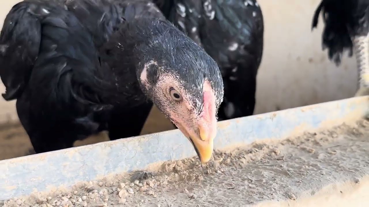 Chhupe hue bacche Surprise video🤲