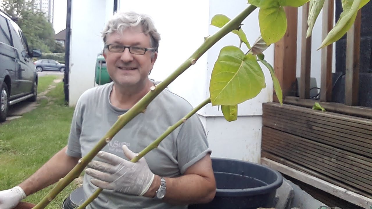#Tamarillo, repotting the last of my tree tomatoes, a 'twin plant', Vox this video's for you 😁