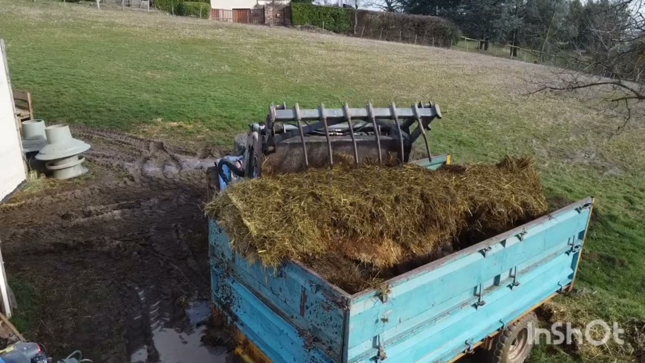 curage de fumier dans la bergerie des moutons