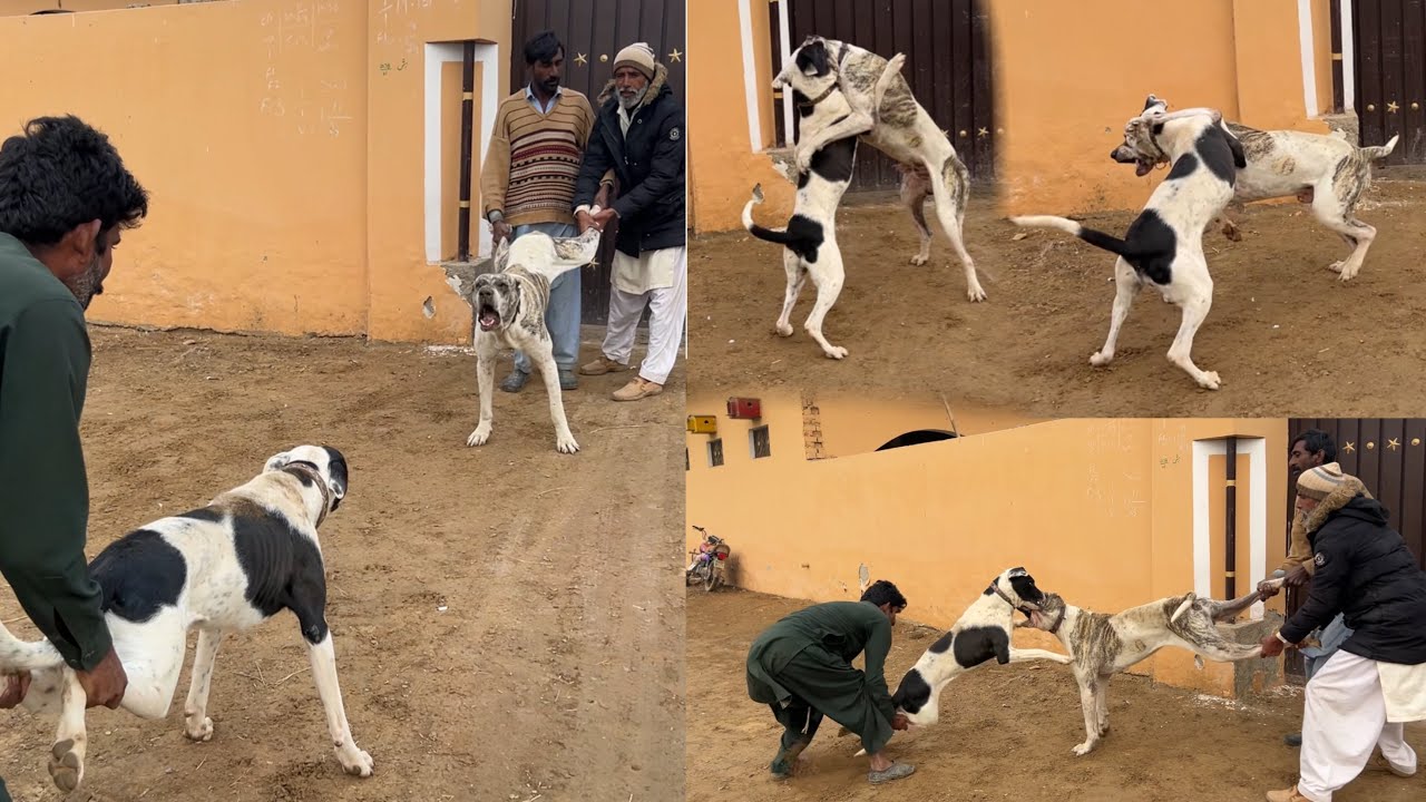 Diamond Ka Panda Se Match | Bully Kutta Vs Bully Gultair Dog Match