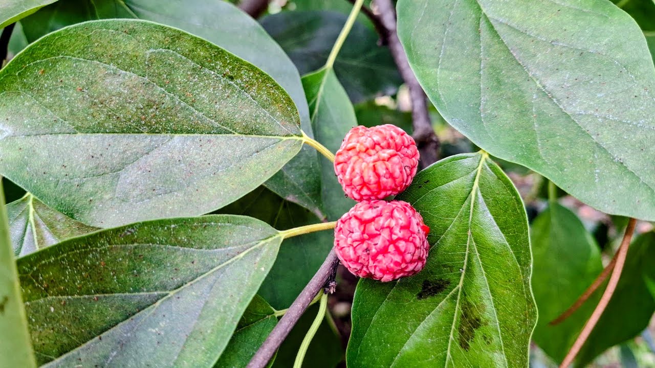 Che Fruit (Maclura tricuspidata) @ Limasfruits
