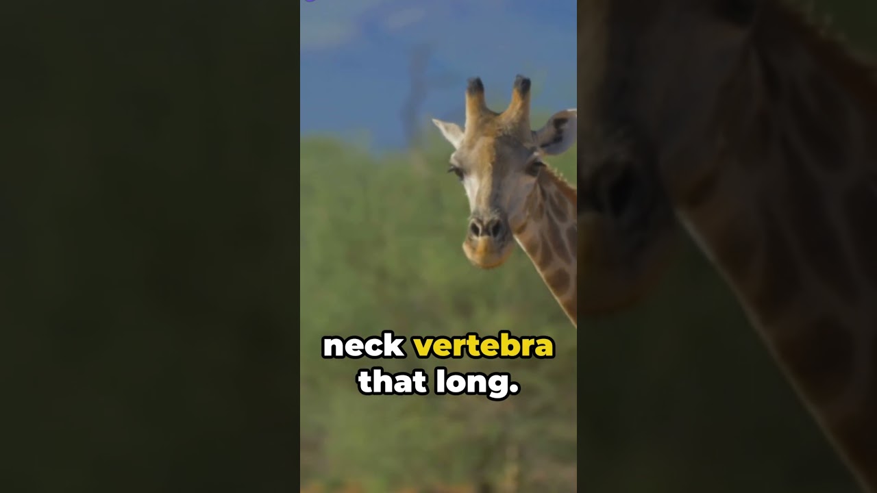 Giraffe's Neck: A Quick Fact Check @SpaceSphereFacts #shorts