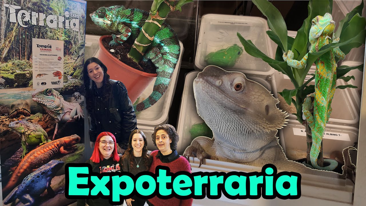 Mi Última Expoterraria 2023 ✨ en Granada ✨ Impresiones e Imágenes del evento 🐚🦎🐸🐢 | daden Reptilera