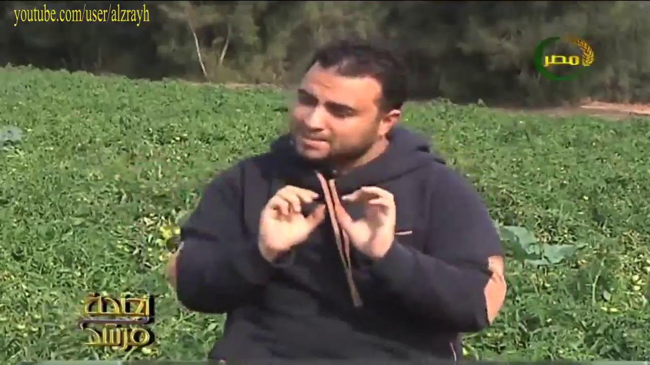 زراعة الطماطم برنامج التسميد وكيفية توفير فى الاسمدة